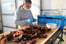 Kikurage - Wood ear mushroom (きくらげ)