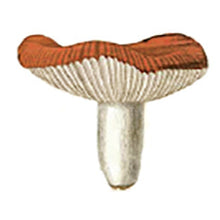 MT Masking Tape - Mushroom
