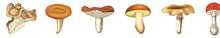 MT Masking Tape - Mushroom