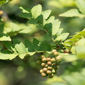 Green Sansho Oil