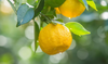 Yuzu Clear Ponzu