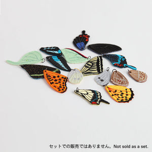 Accessory parts / Colias erate (Wings)